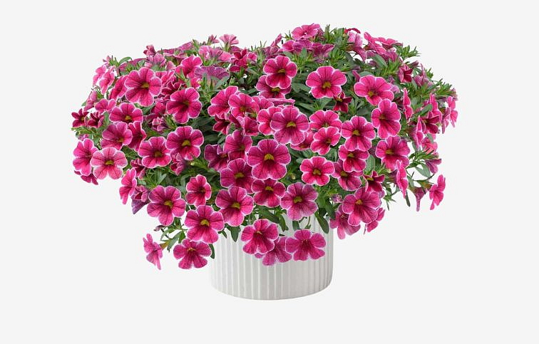 Minipetúnia Million Bells Colibri Cherry Lace - Calibrachoa, kont. 0,5 l