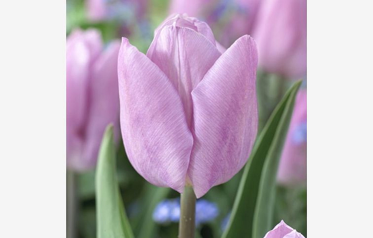 Tulipán Candy Prince 3 ks v kont. 0,5 l