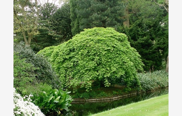 Hrab obyčajný Pendula 140-180 cm, kont. C2