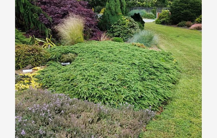 Borievka obyčajná Green Carpet, kont. p9