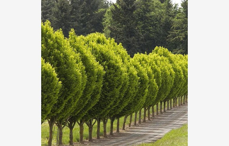 Hrab obyčajný Monumentalis na 50-60cm kmeni, výška 120-140cm, obv. kmeňa 8-10cm, kont. 25l