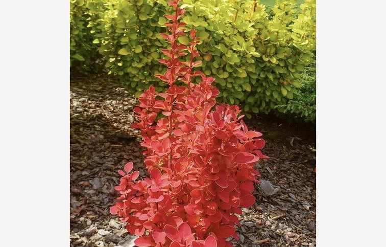 Dráč Thunbergov Vulcano 30-60 cm, kont. 2 l