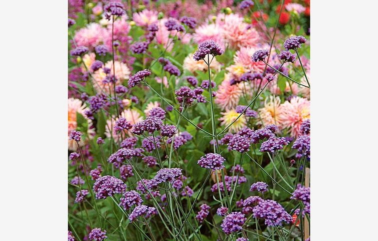 Železník argentínsky - Verbena bonariensis, kont. 1 l