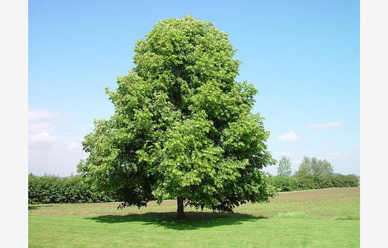 Lipa malolistá na 170-200 cm kmeni, výška 250-300 cm, obvod kmeňa 8-10cm, kont. 25-35 l