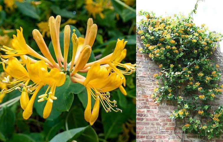 Zemolez tellmanniana, kont. p15