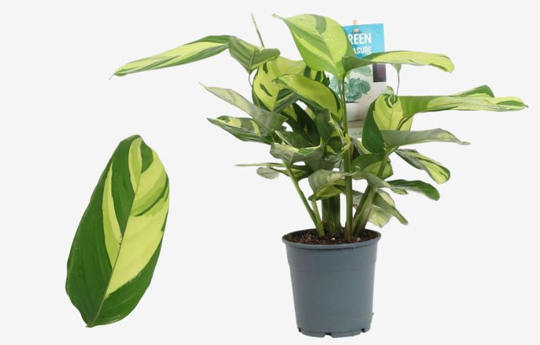 Calathea Pilosa 30-40cm, kont. p12