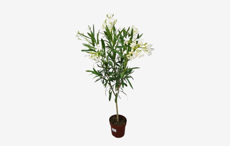 Oleander biely na kmienku Soeur Agnes 80-100cm, kont. 5 l