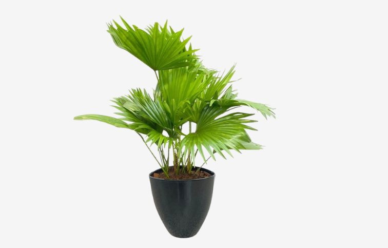 Livistona rotundifolia 40-60cm, v čiernej keramike p22