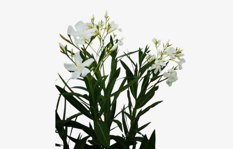Oleander biely na kmienku Soeur Agnes 80-100cm, kont. 5 l