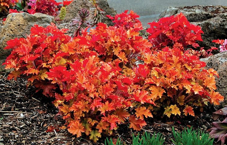 Heuchera Marmalade, kont. 0,5 l