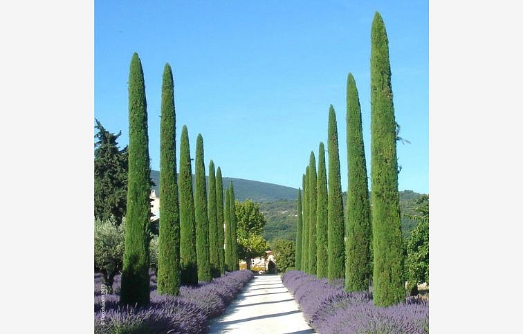 Cyprus vždyzelený Totem 50-60 cm, kont. 3 l