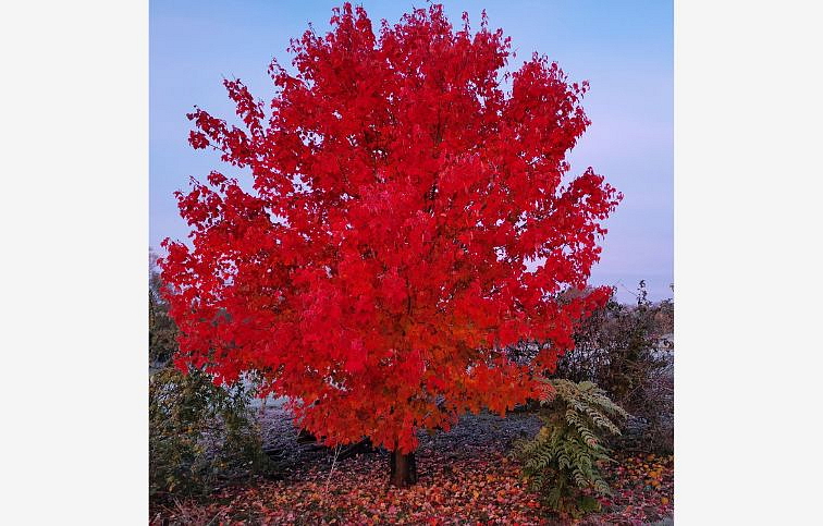 Javor červený Fairwieu Flame 250-300 cm, obvod kmeňa 8-10cm, kont. 35 l