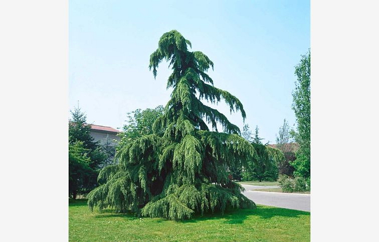 Céder himalájsky PENDULA 60-80 cm, kont. p19