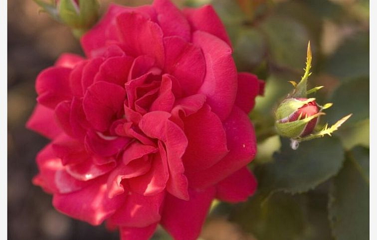 Ruža kríková Easy Elegance Super Hero - Rosa, kont. 2 l