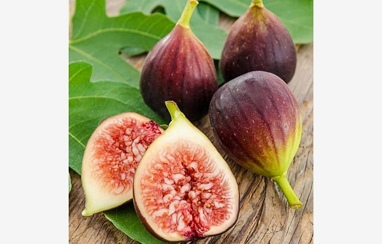 Figovník Brown Turkey 40-70 cm, kont. 9 l