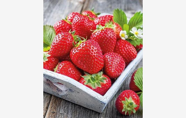 Jahoda Senga Sengana, multiplato 10 ks