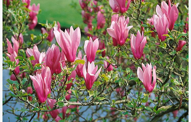 Magnólia ľaliokvetá NIGRA 80-110cm, kont. 10 l