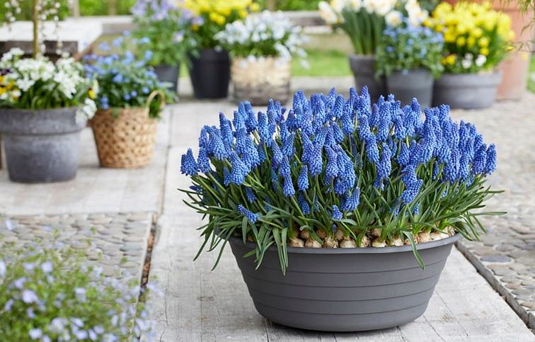 Modrica Big Smile - Muscari, kont. p9