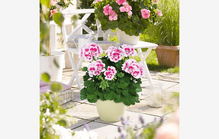 Muškát vzpriamený Flower Fairy White Splash - Pelargonia, kont. 0,7 l
