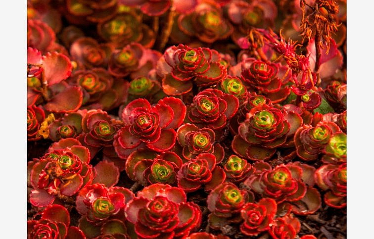 Rozchodník pochybný Dragons Blood - Sedum spurium, kont. 0,5 l