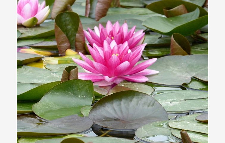 Lekno Charles de Meurville pink, kont. p11