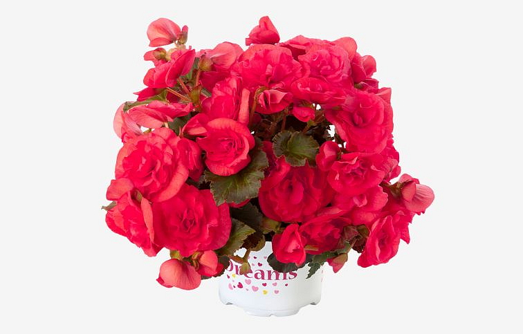 Begónia Solenia Dark Pink, kont. 0,7 l