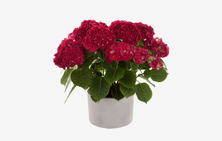 Hortenzia kalinolistá Hi Fire Red cca 30 cm, kont. p13