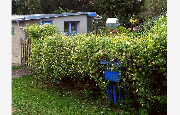 Plamienok Golden Tiara 70-80cm, kont. p17