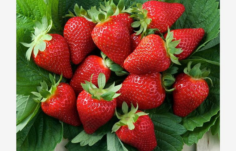 Jahody stálerodiace Murano - Frigo sadba A, zväzok 10 ks