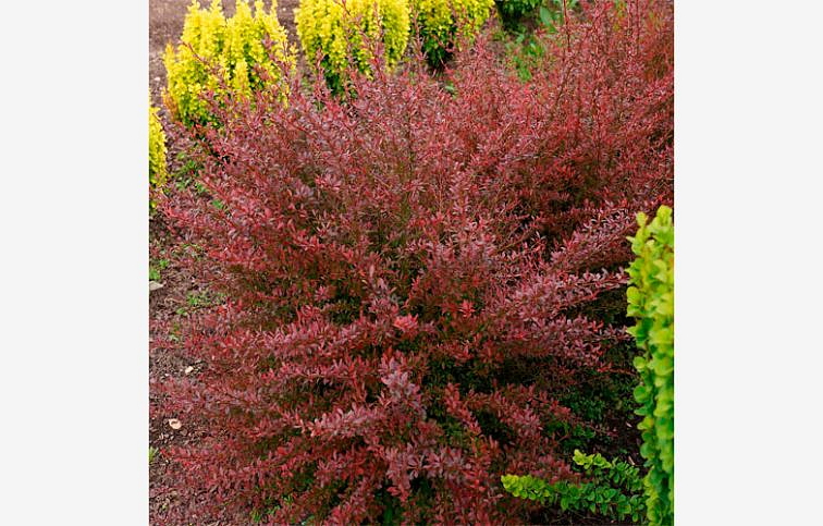 Dráč Thunbergov Red Dream 20-40 cm, kont. 2 l