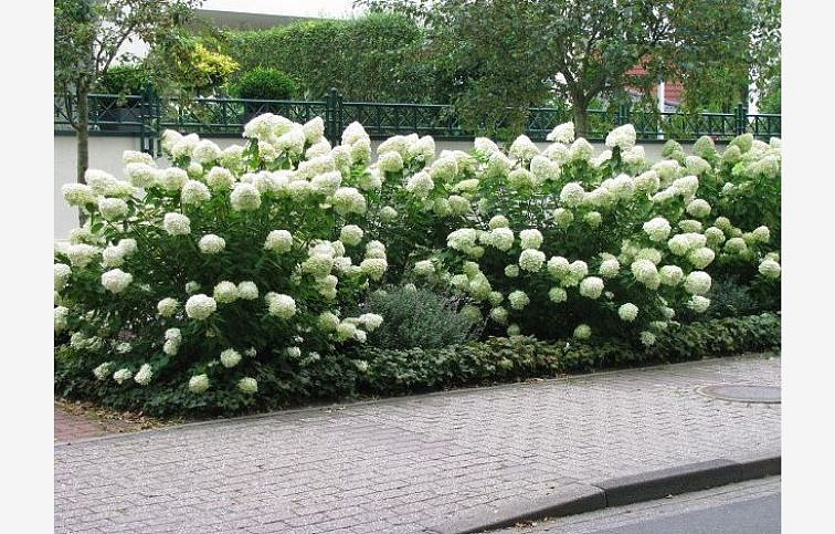 Hortenzia metlinatá Grandiflora 25-35 cm, kont. C2