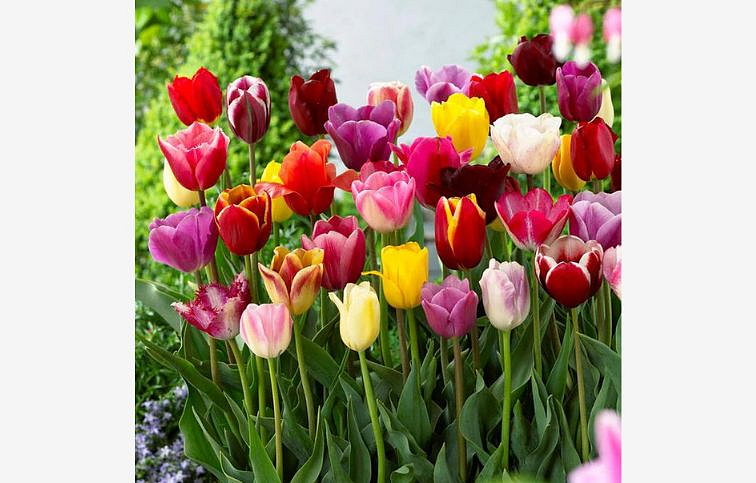 Tulipán Triumph Mixed 3 ks v kont. 0,5 l