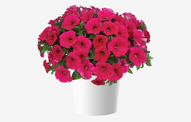 Petúnia Cascadias Fuchsia, kont. 0,5 l