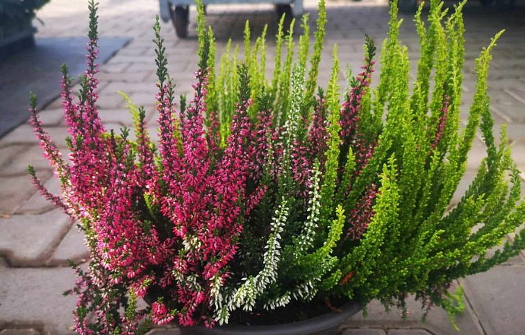 Vres Garden Girls trio girls mix 20-30 cm, kont. p12