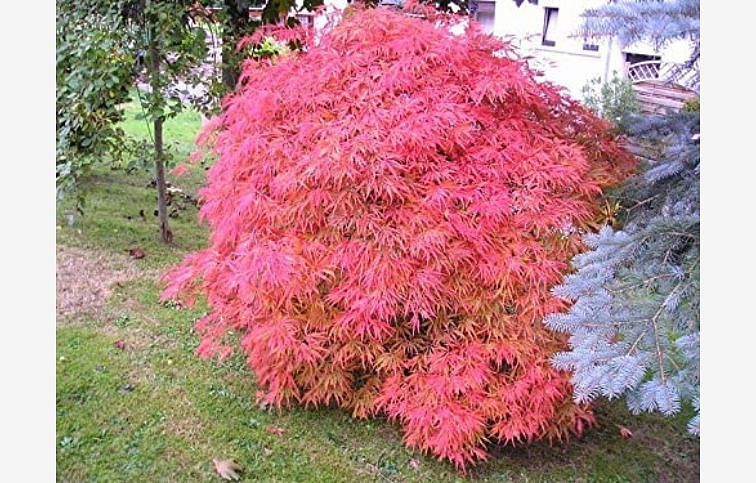 Javor dlaňovitolistý Phoenix 20-30 cm - Acer palmatum, kont. p10,5