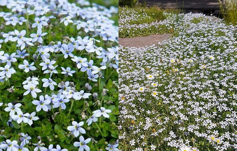 Izotoma Alba - Isotoma fluviatilis, kont. 0,5 l