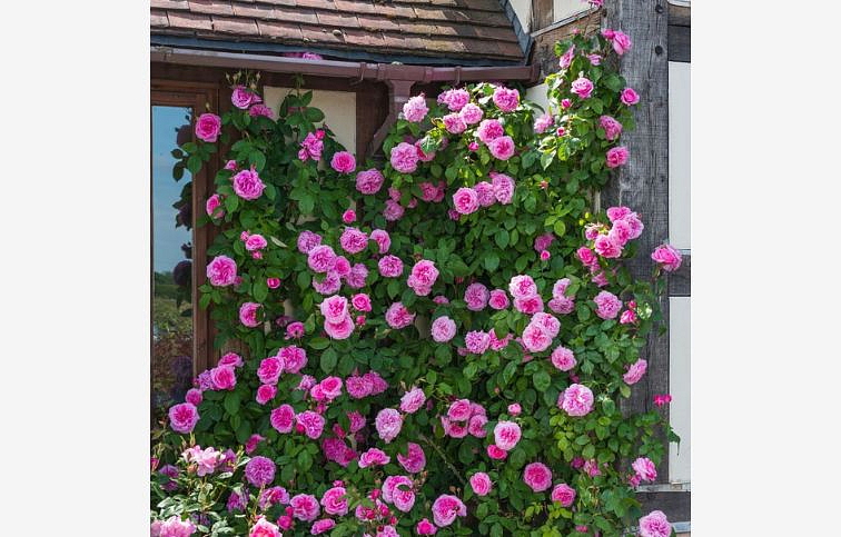 Ruža popínavá Gertrude Jekyll 140-200 cm - David Austin, kont. 5 l