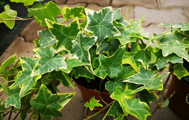 Brečtan Goldchild, kont. p13