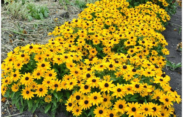 Rudbekia Littlebeckia Sunshine - Rudbeckia, kont. 1 l