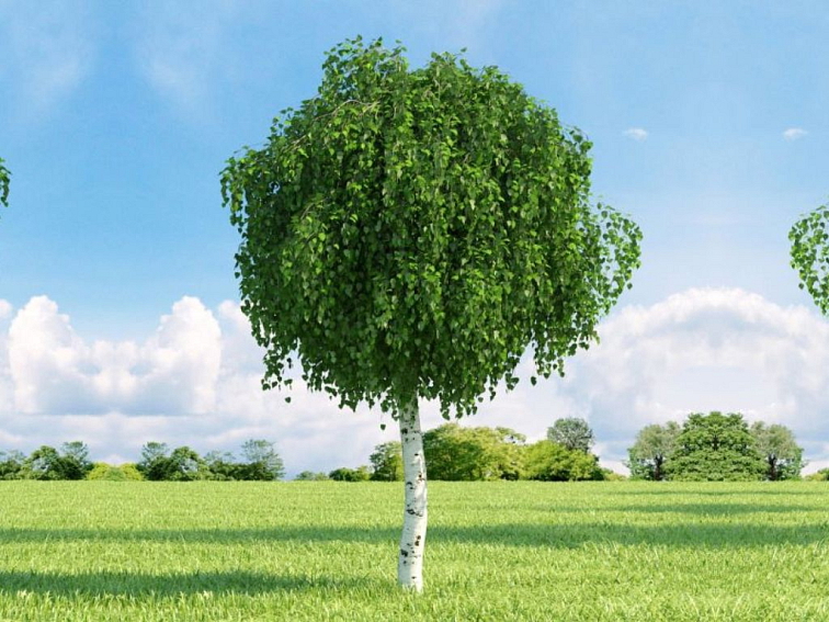 Breza previsnutá MAGICAL GLOBE na 120-140cm kmeni, v. 180-220cm, obv. kmeňa 8-10cm, C20l