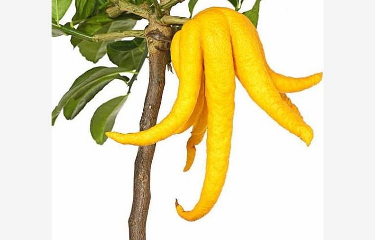 Citrus Mano di Budha - Budhova ruka na kmienku 50-70 cm, kont. 5 l