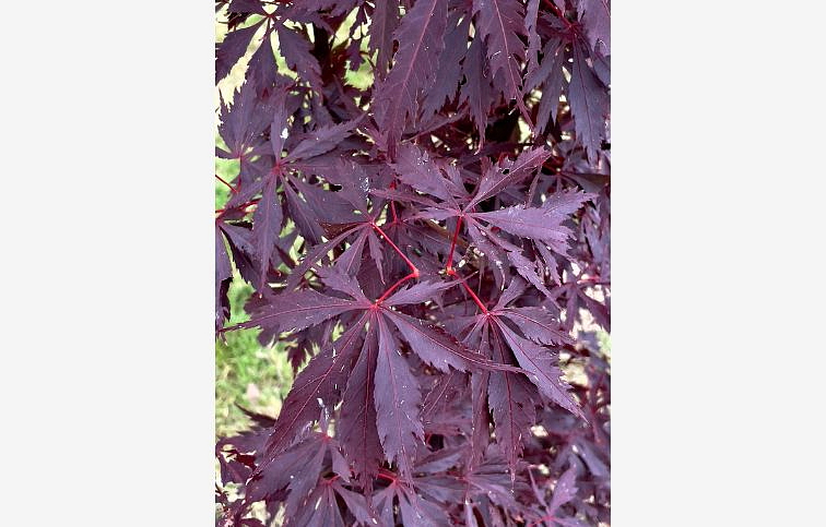 Javor dlaňovitolistý Black Lace 60-80cm, kont. p19