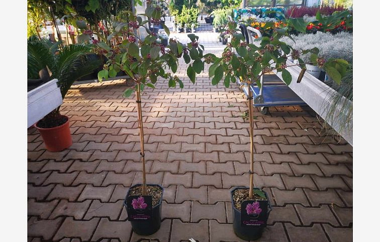 Krásnoplodka Bodinieri Profusion Dwarf na 50-60 cm kmienku, výška 80-100 cm, kont. p21