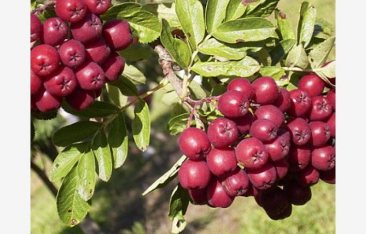 Jarabina Burka 70-100cm, kont. 2 l