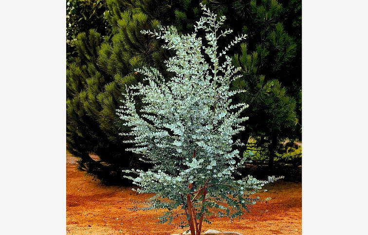 Eukalyptus Gunnii 40-50 cm, kont. p19