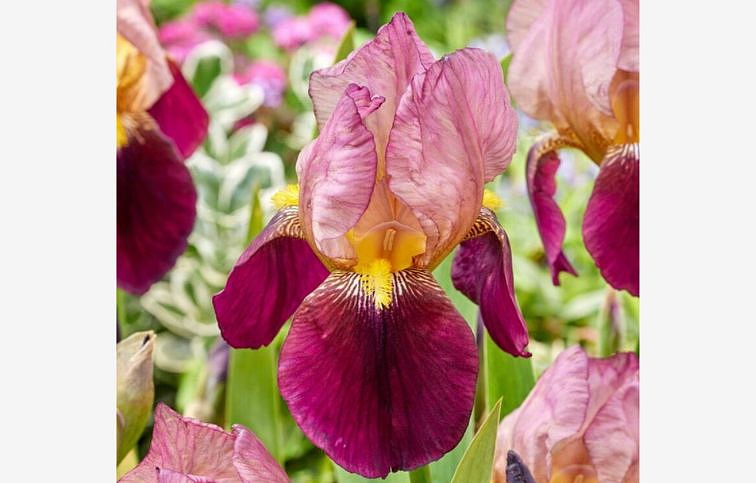 Kosatec nemecký Indian Chief - Iris germanica, kont. p11