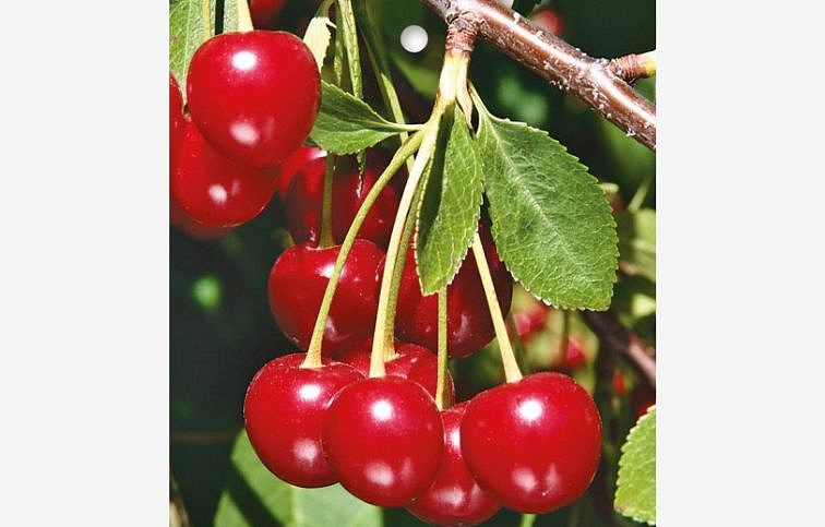 Višňa Lutowka, podp. Colt, voľnok.