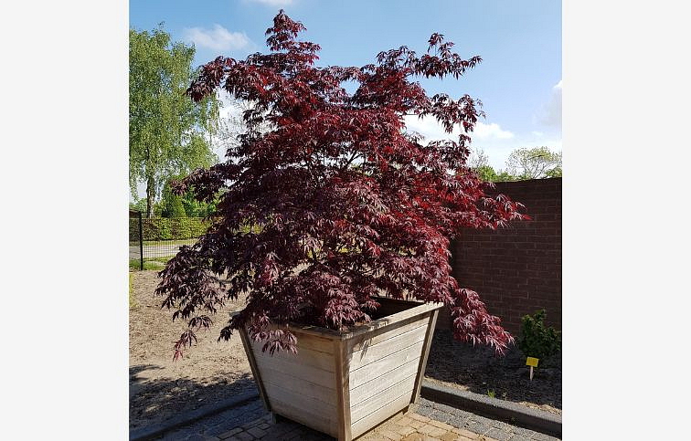 Javor dlaňovitolistý Black Lace 60-80cm, kont. p19