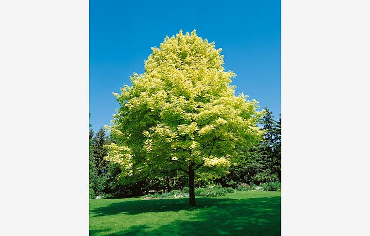 Javor mliečny Drummondii na cca 160cm kmienku, výška 180-220 cm, kont. C5