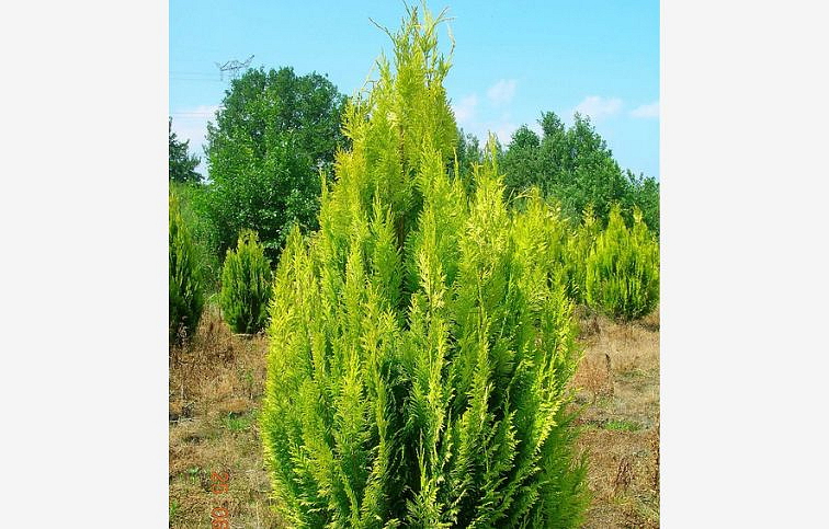 Cypruštek lawsonov Ivonne 20-30cm - Chamaecyparis, kont. 2 l